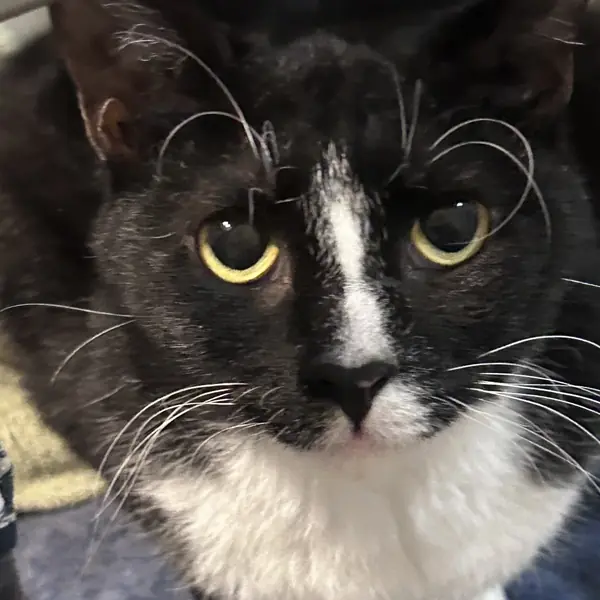 Cherry, Domestic Medium Hair
