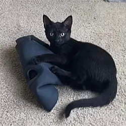 Comet, Domestic Shorthair