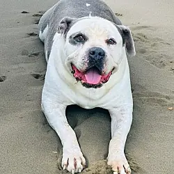 Savage, American Bulldog