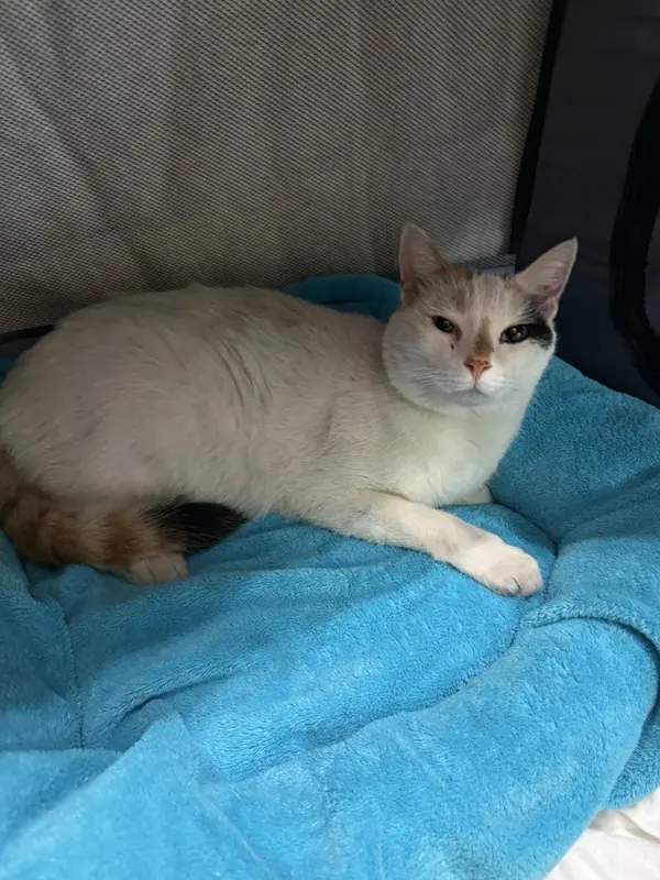 Stella, Domestic Shorthair