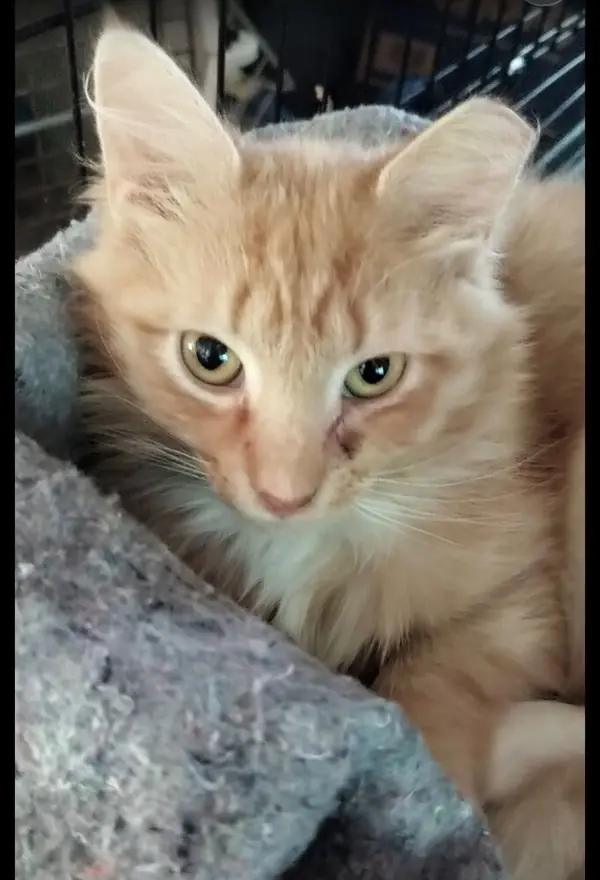 Mango, Domestic Long Hair