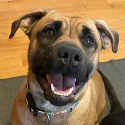 Navy Rae, Labrador Retriever Boxer mix