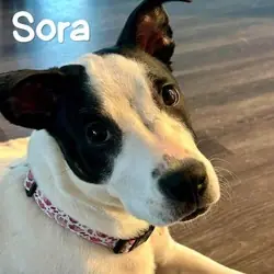 Sora, Boxer Australian Shepherd mix