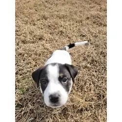 Jugo, Boxer Australian Shepherd mix