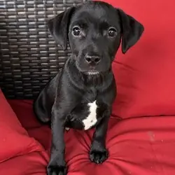 Niko, Mixed Breed (Medium) mix