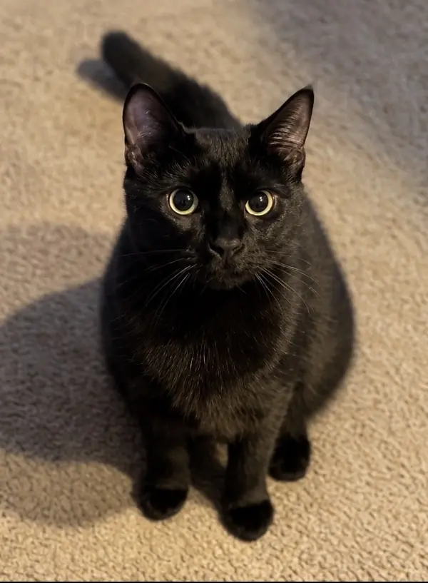 Winnie, Domestic Mediumhair