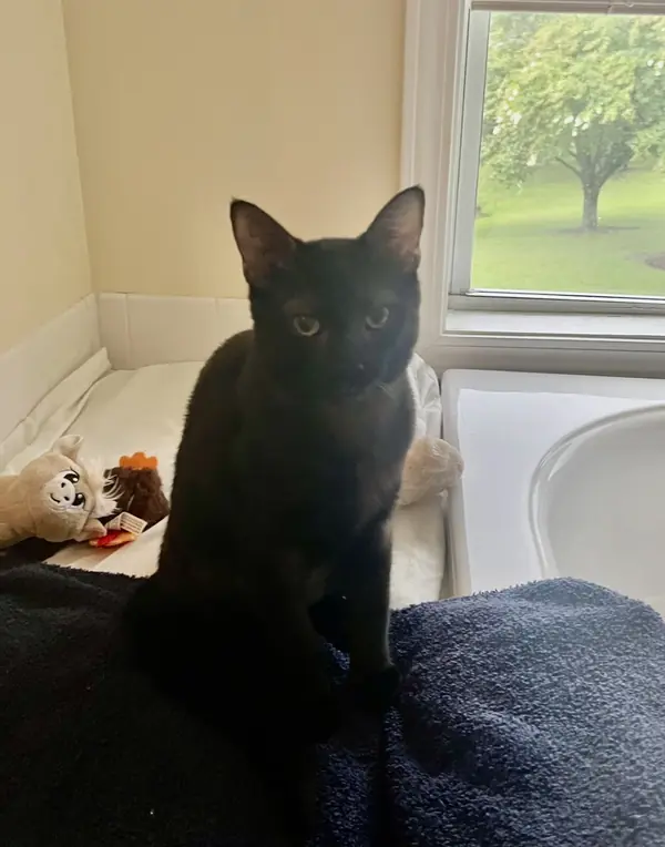 Linus, Domestic Shorthair