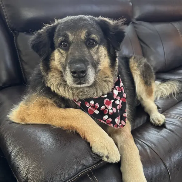 Bailey, Shepherd, Australian mix