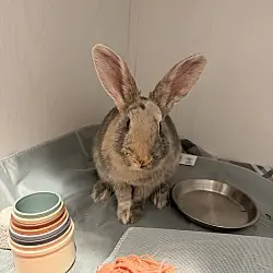 Goop, Harlequin mix