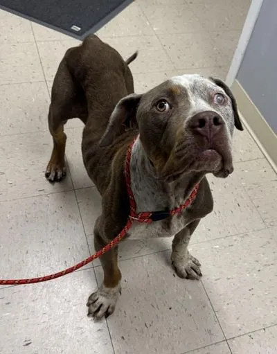 Warren Sapp, American Bulldog