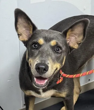 Buttermilk, Cattle Dog