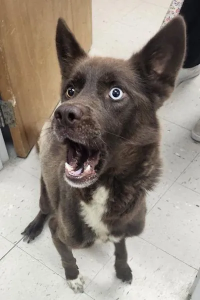 Crabby Mike, Husky