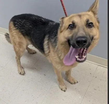 Rocky, German Shepherd Dog
