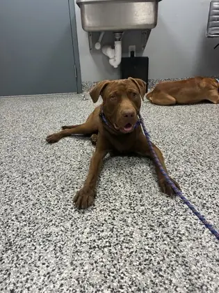 Choco, Mixed Breed, Medium (up to 44 lbs fully grown) mix