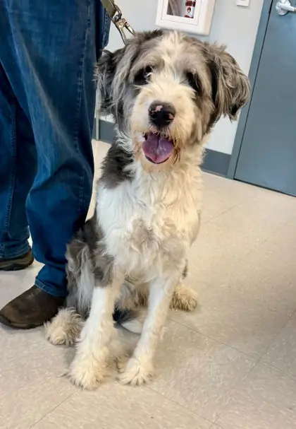 Bonzai, Australian Shepherd and Poodle, Standard mix