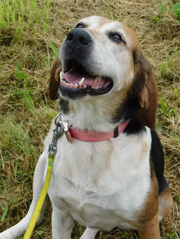 Gertie, Coonhound