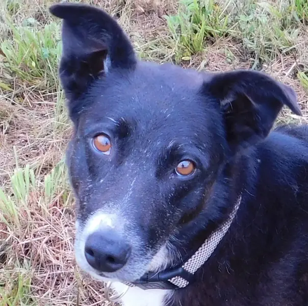 Jen, Australian Kelpie and Border Collie mix