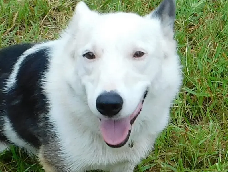 Baxter, Border Collie and Corgi mix