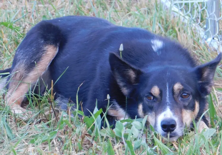 Rue, Border Collie