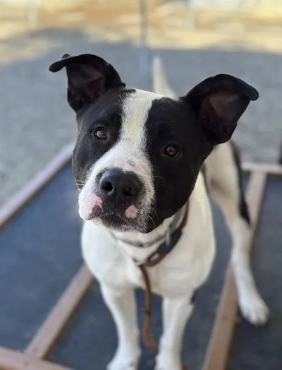 Spartan, Pit Bull Terrier