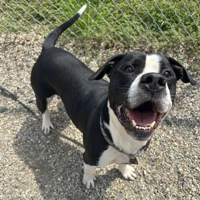 Jacks, American Staffordshire Terrier mix