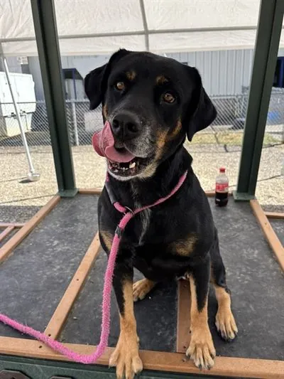 Misty, one of the rottweilers waiting in North Carolina