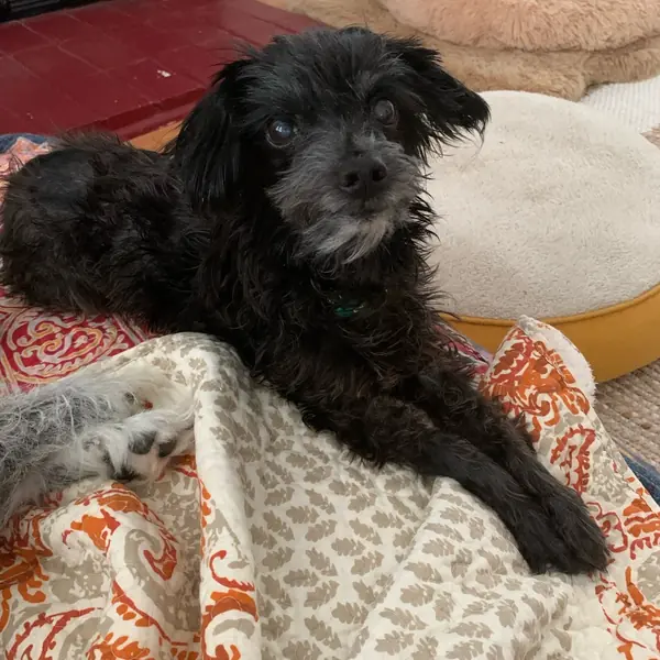 Bonnie, Terrier, Silky and Poodle, Miniature mix