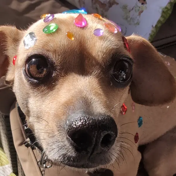 Clover, Chihuahua