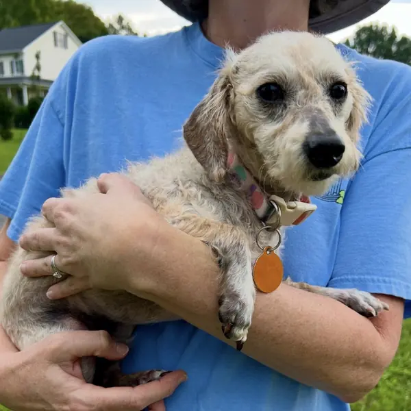Mickey, Poodle, Miniature