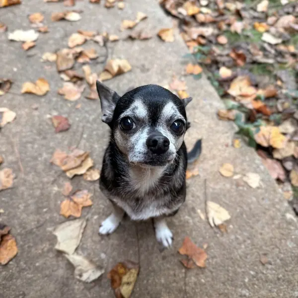 Bowie, Chihuahua
