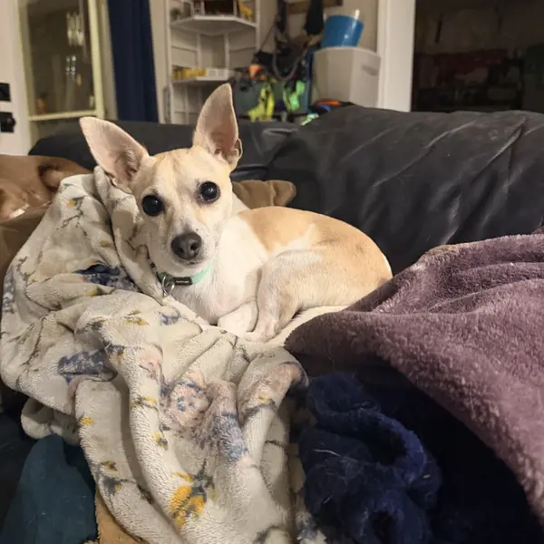 Daddy Fat Snacks, Chihuahua