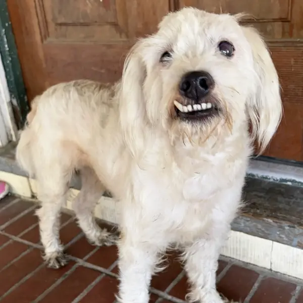 Buck, Shih Tzu and Poodle, Miniature mix