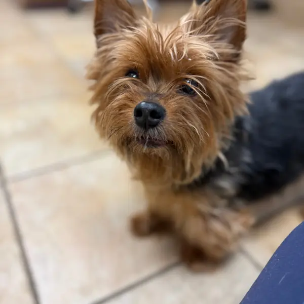 Piggy smalls medical adoption, Terrier, Yorkshire, Yorkie