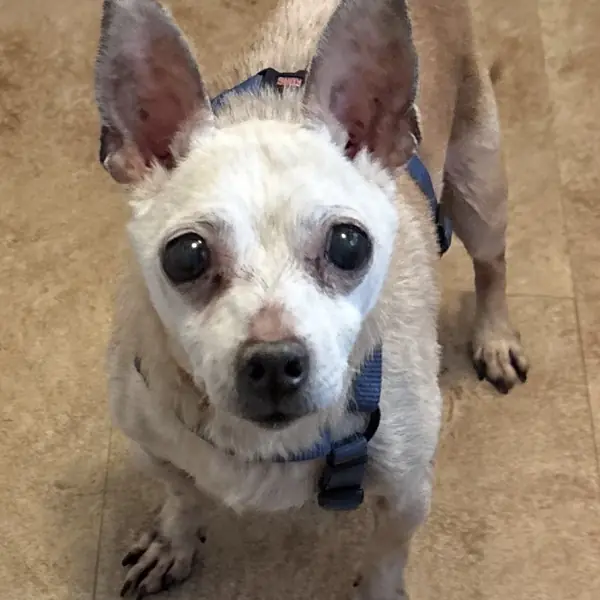 Cream Puff, Chihuahua