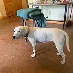 Sugar, Mountain Cur American Bulldog