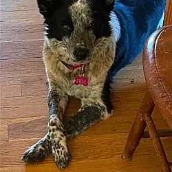 Zoe, Australian Cattle Dog