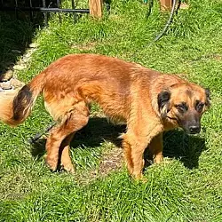 Ruby, Border Collie Black Mouth Cur mix