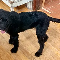 Millie, Aussiedoodle mix