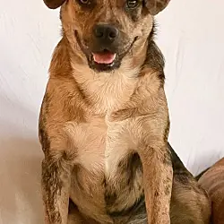 Elliot, Staffordshire Bull Terrier Beagle mix