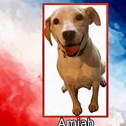 Amiah, Beagle mix