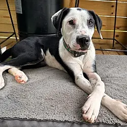 Percy, Border Collie American Staffordshire Terrier mix