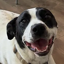 Kissa, Border Collie English Pointer mix