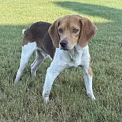 Rusty, Beagle mix