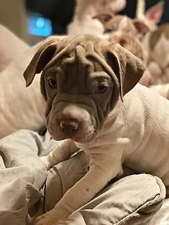 Mr. Wrinkles, Shar Pei and Jack Russell Terrier mix