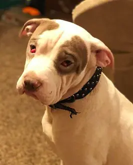 Milo, Shar Pei and Jack Russell Terrier mix