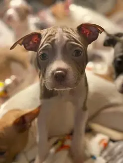 Smurfette, Shar Pei and Jack Russell Terrier mix