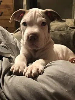 Suga Pie Huney Pup, Shar Pei and Jack Russell Terrier mix