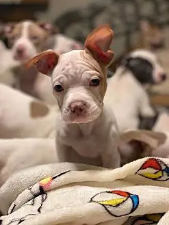 Cairo, Shar Pei and Jack Russell Terrier mix