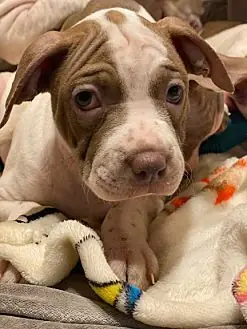Inky, Shar Pei and Jack Russell Terrier mix