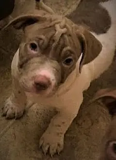 Mr.Brownie, Shar Pei and Jack Russell Terrier mix